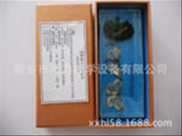 包埋昆蟲(chóng)標(biāo)本