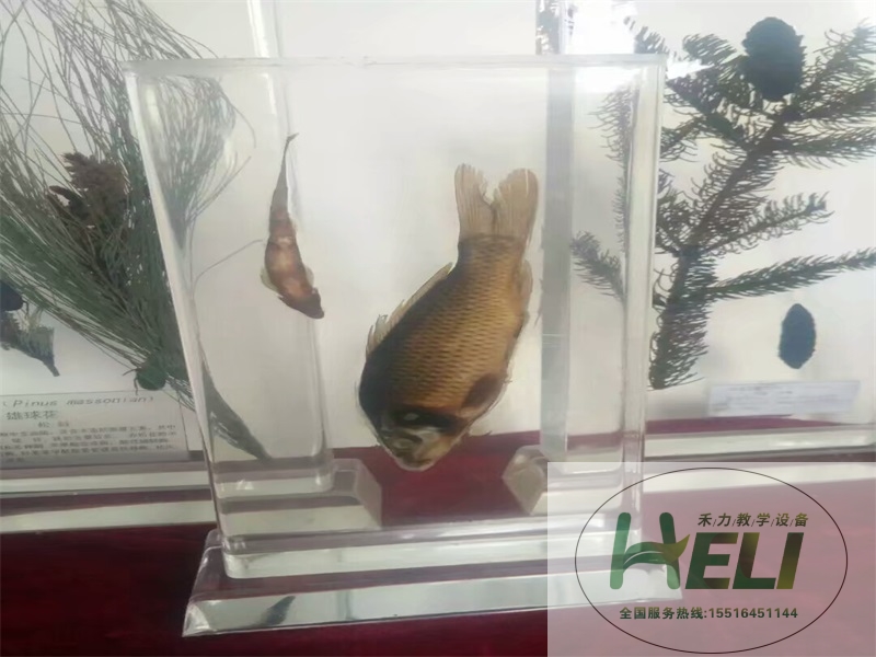 樹(shù)脂包埋標(biāo)本-魚(yú)類(lèi)包埋標(biāo)本
