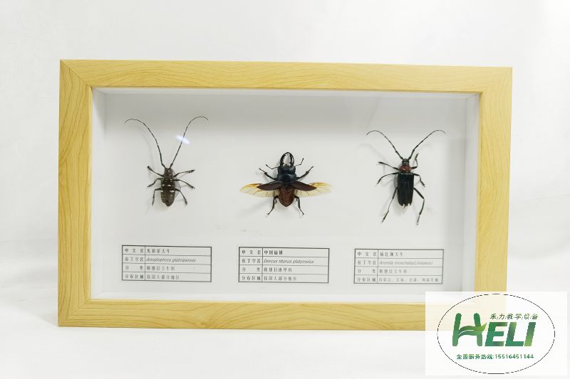 昆蟲標本天牛 扁鍬 - 副本 - 副本