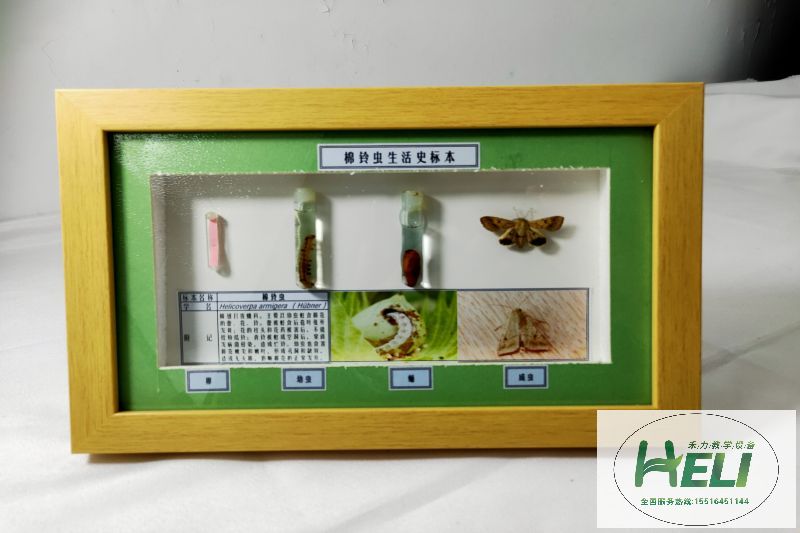 農業害蟲生活史標本棉鈴 - 副本